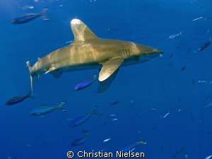 Top predator. One of my best dives. Spent 55 minutes with... by Christian Nielsen 